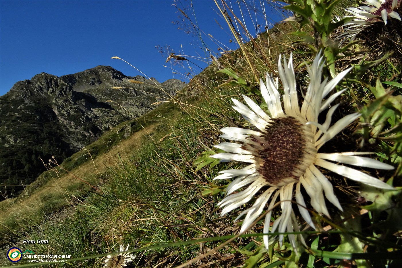 15 Fiore di carlina aperto al sole .JPG